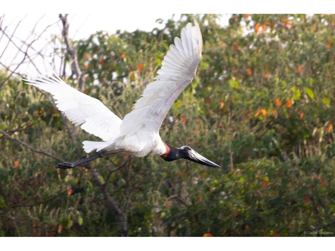 Jabiru mycteria