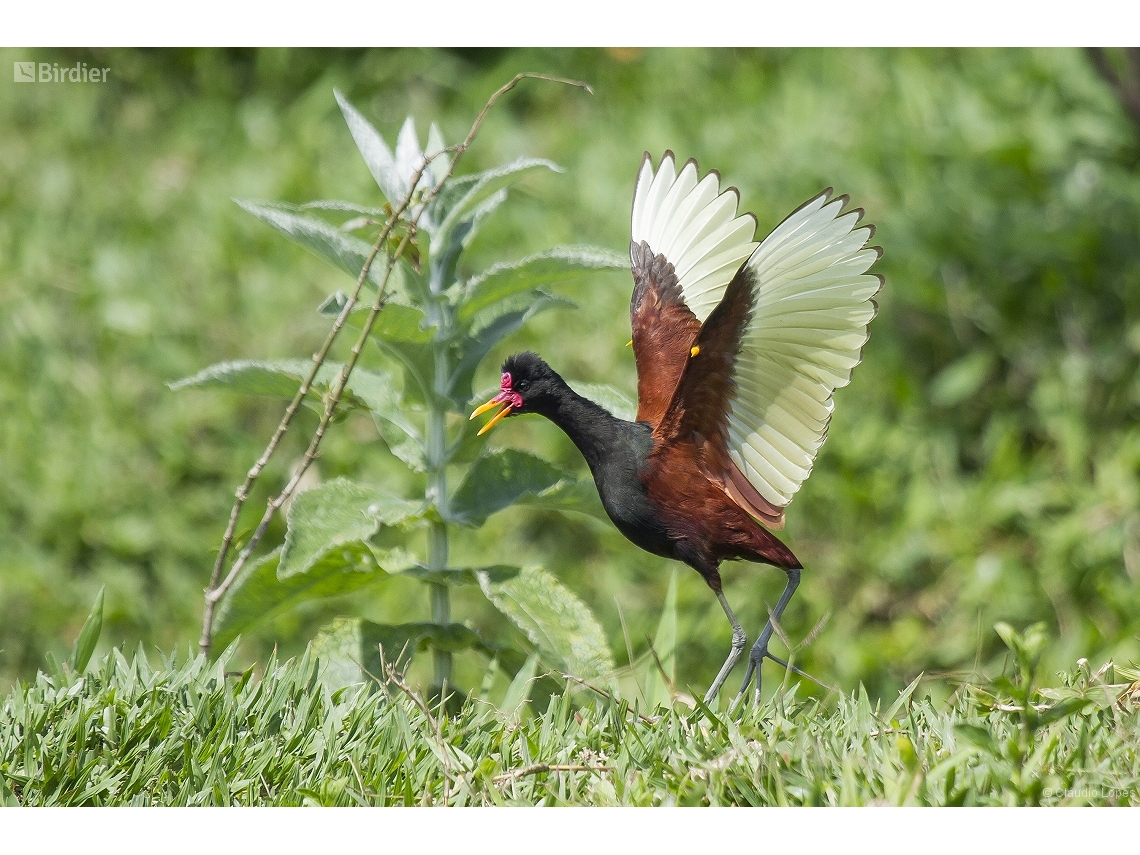 Jacana jacana