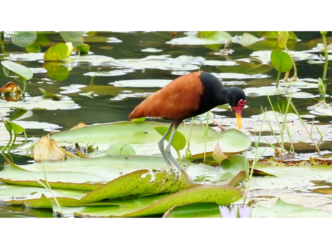 Jacana jacana