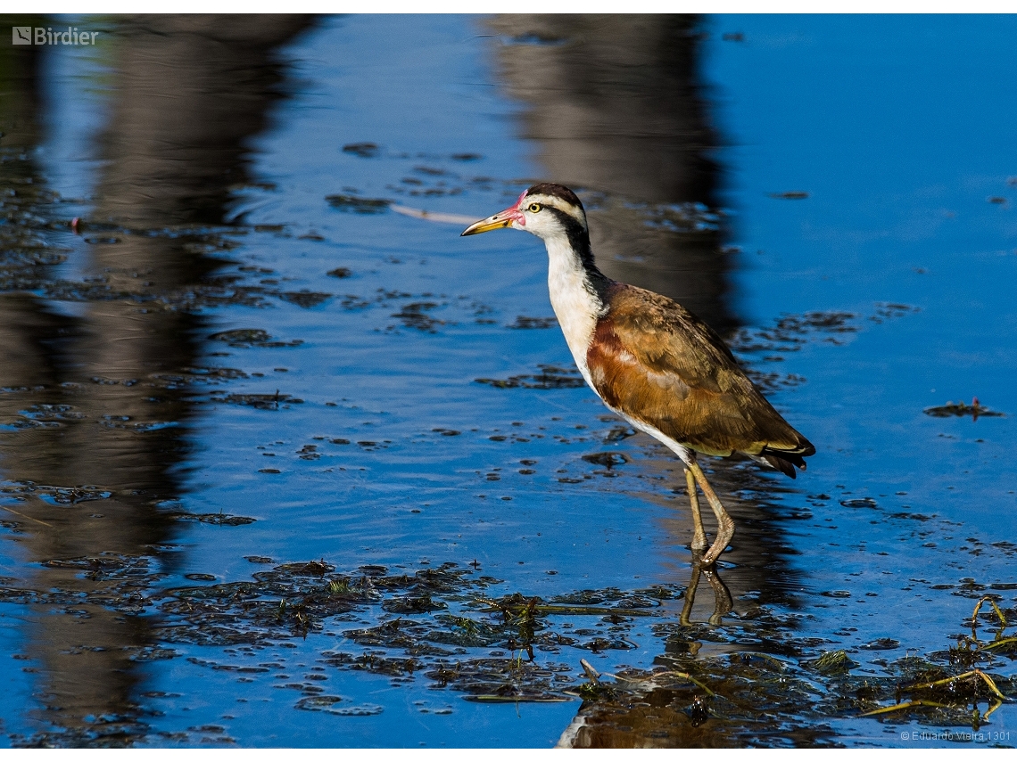 Jacana jacana