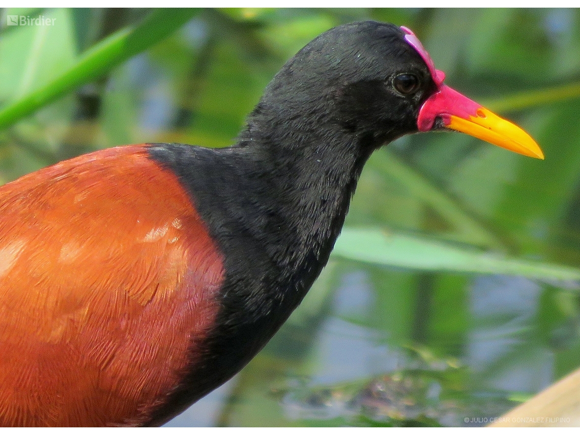 Jacana jacana