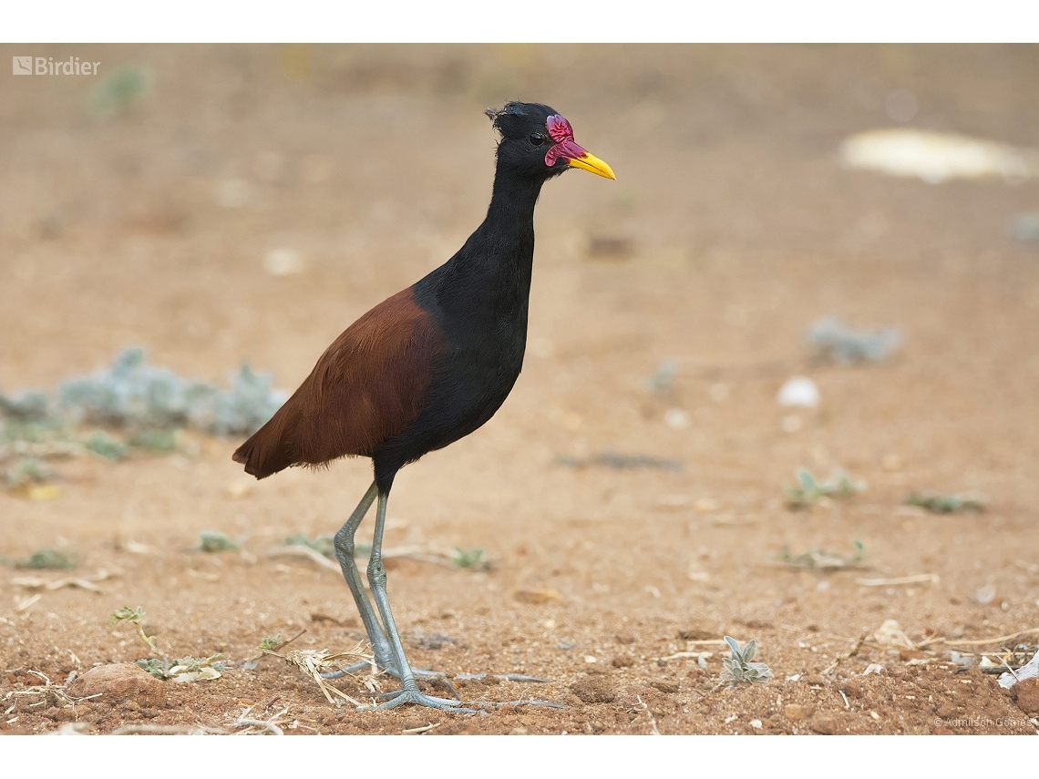 Jacana jacana