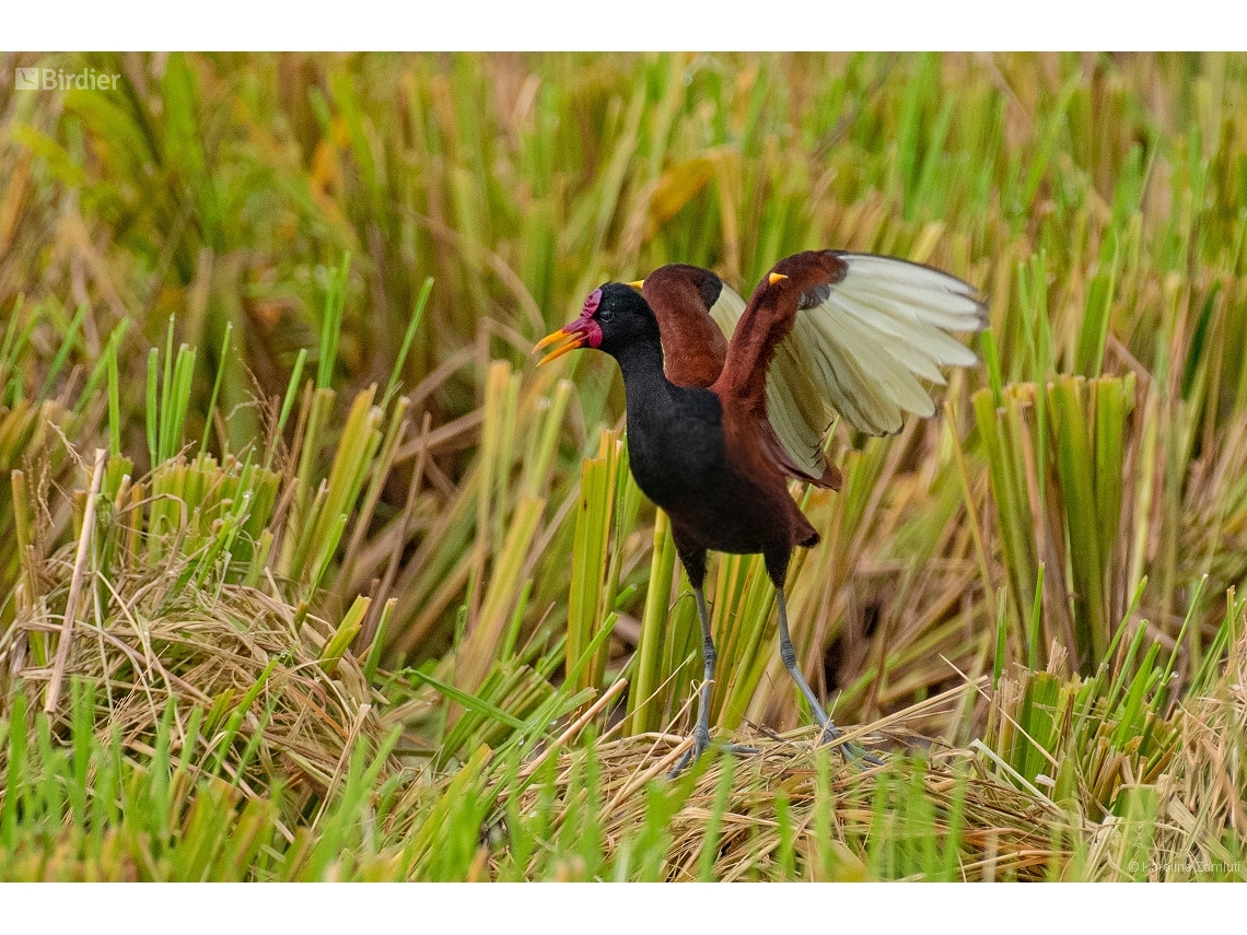 Jacana jacana