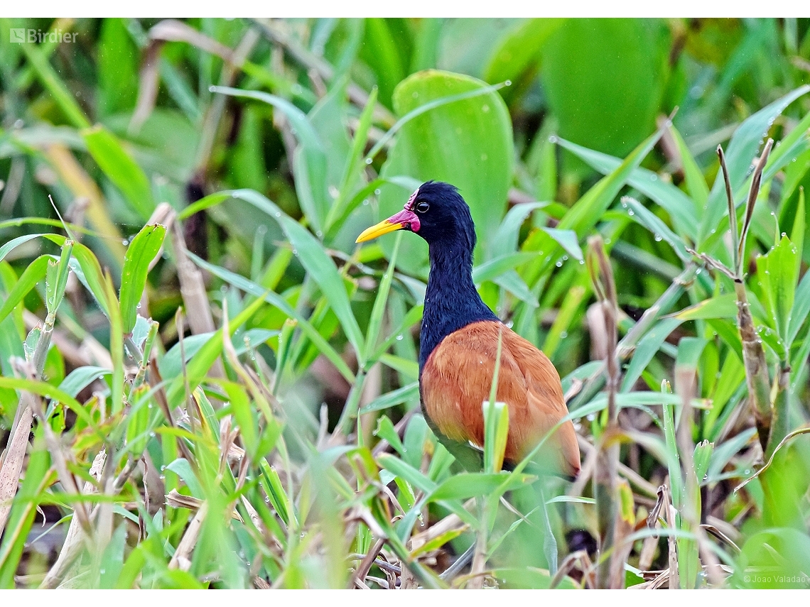 Jacana jacana