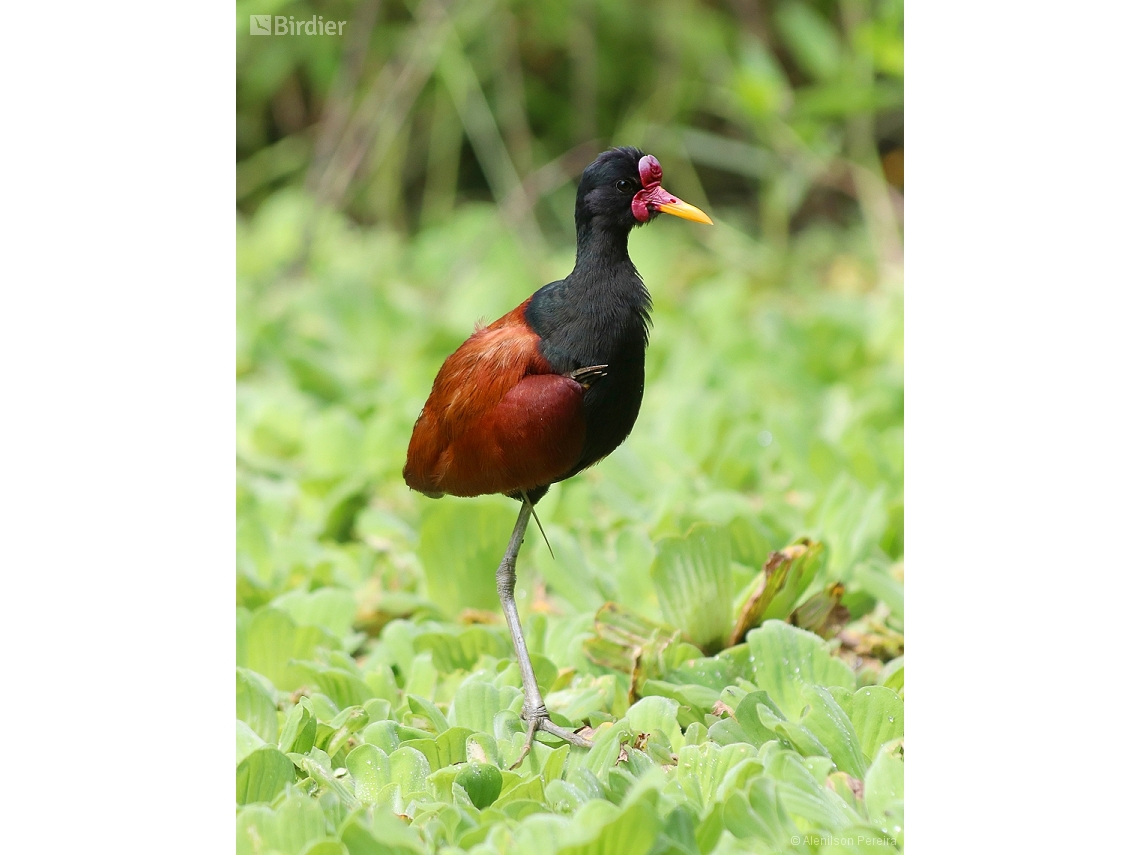 Jacana jacana