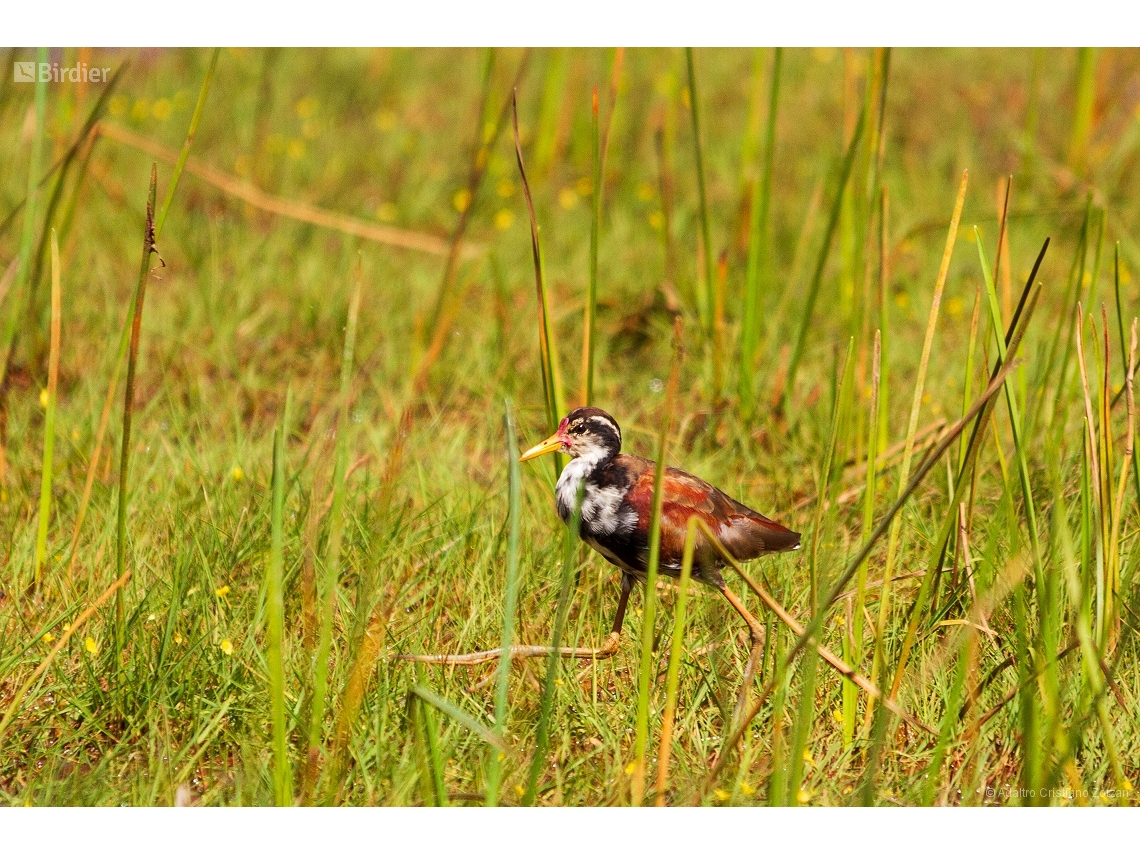 Jacana jacana