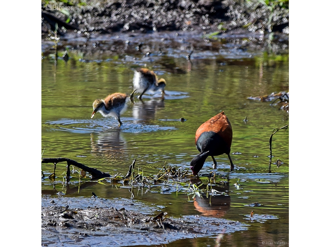 Jacana jacana