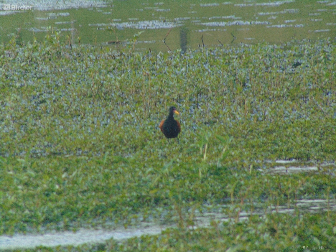 Jacana jacana