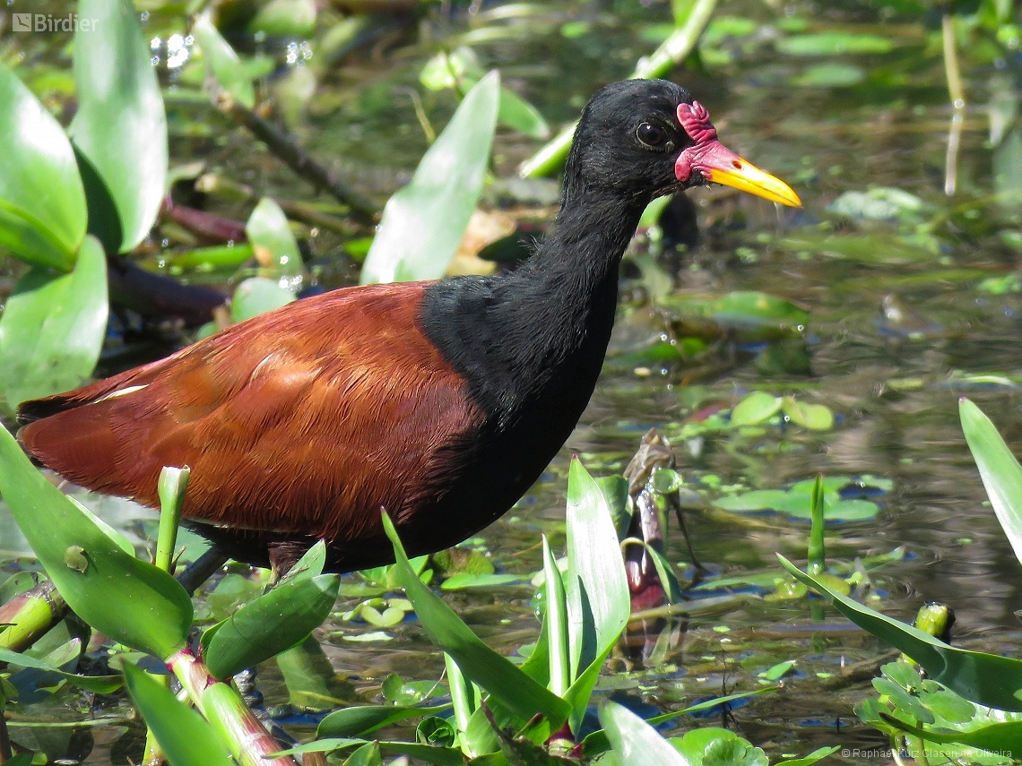 Jacana jacana