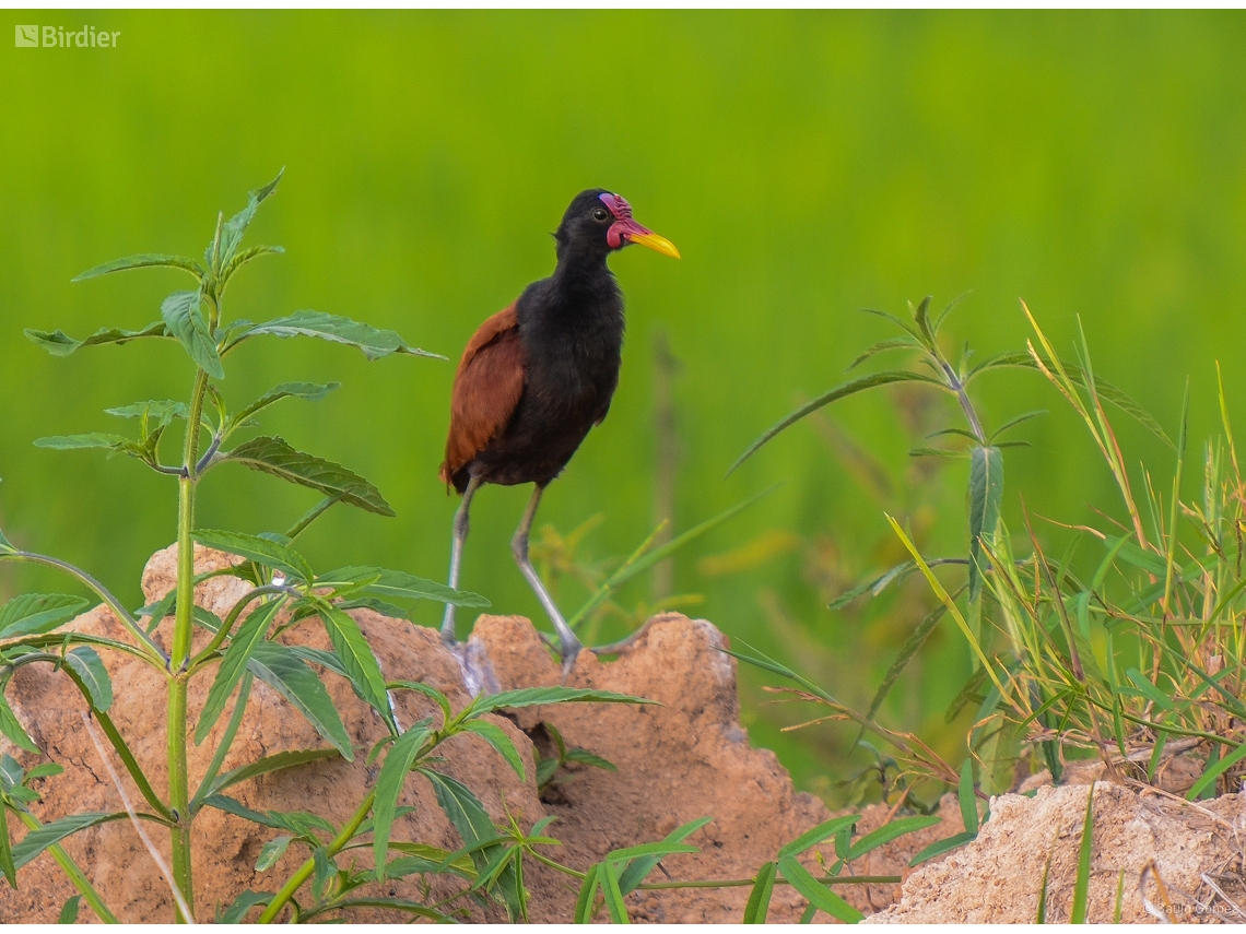 Jacana jacana