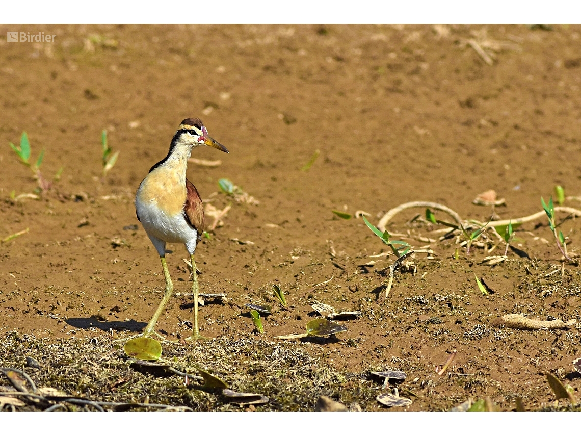 Jacana jacana