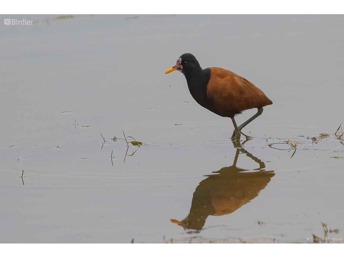 Jacana jacana