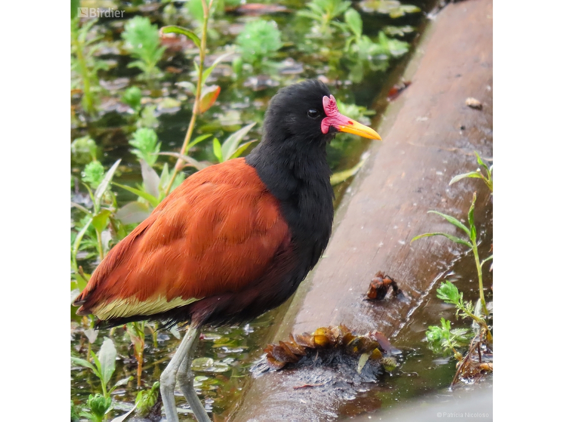 Jacana jacana
