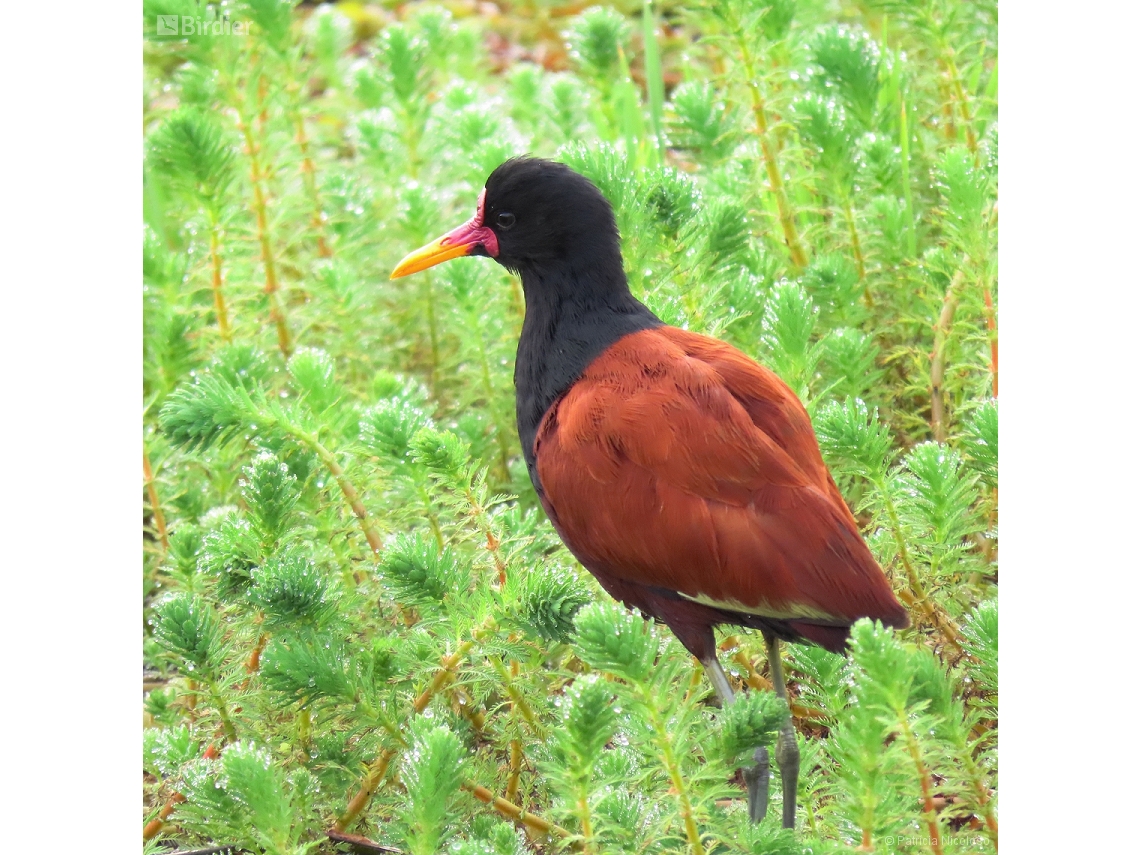 Jacana jacana