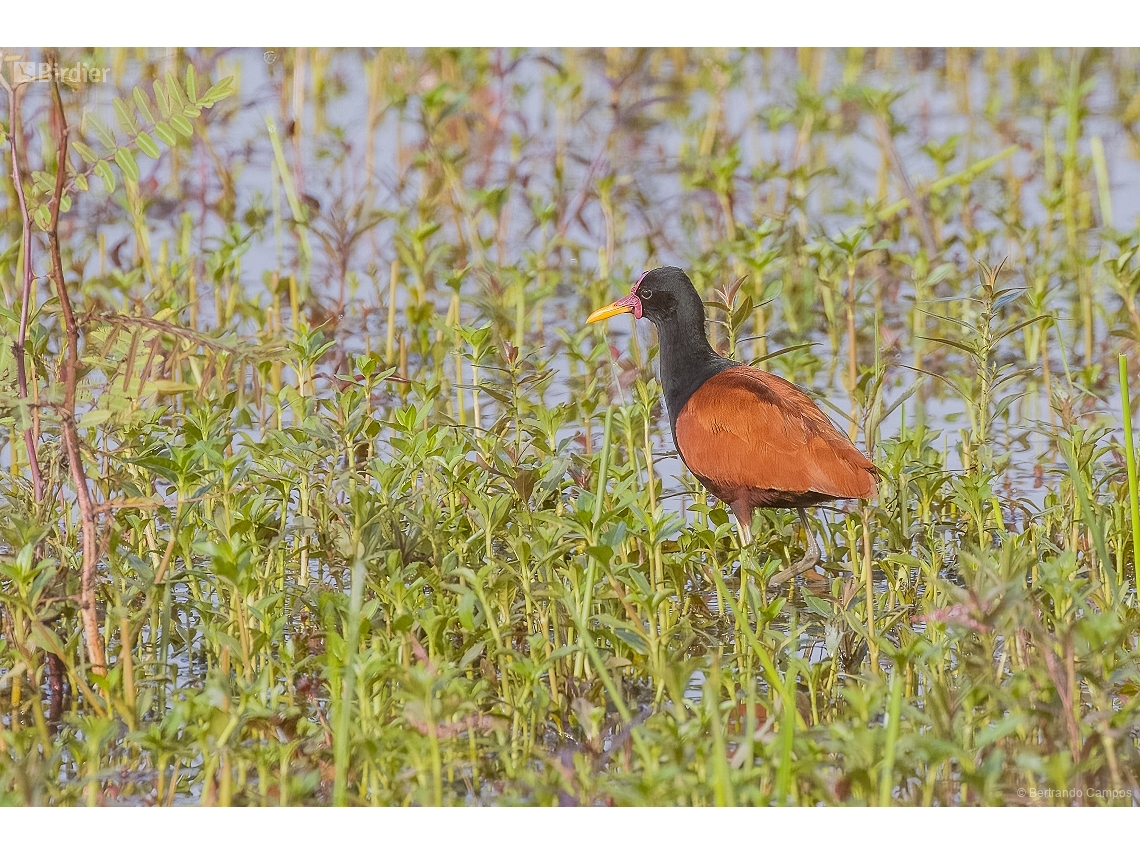 Jacana jacana