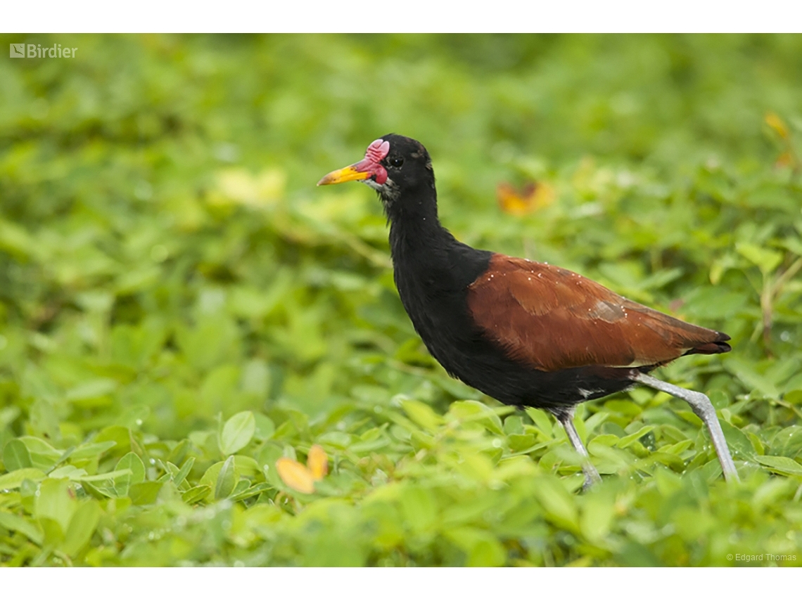 Jacana jacana
