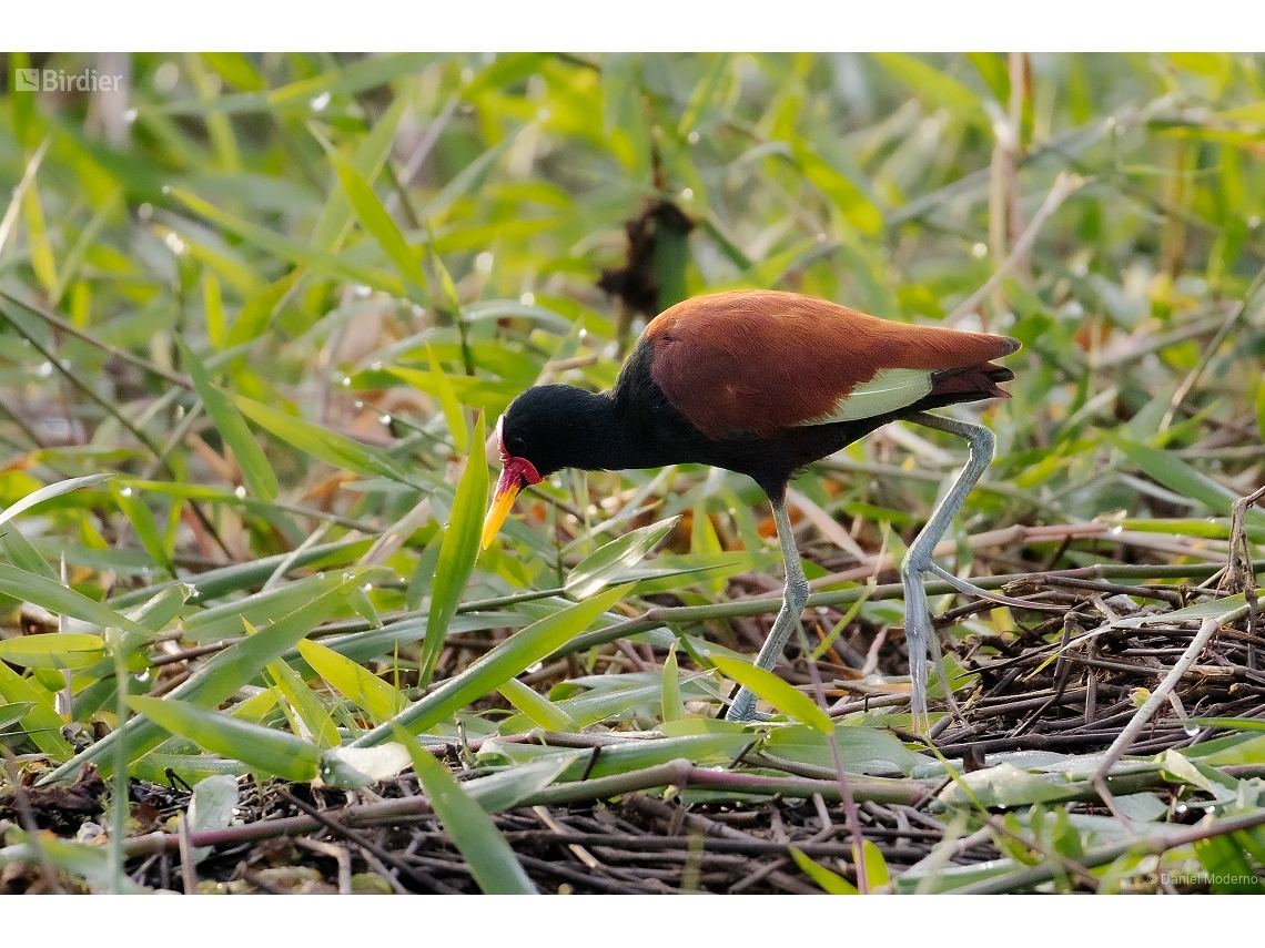 Jacana jacana
