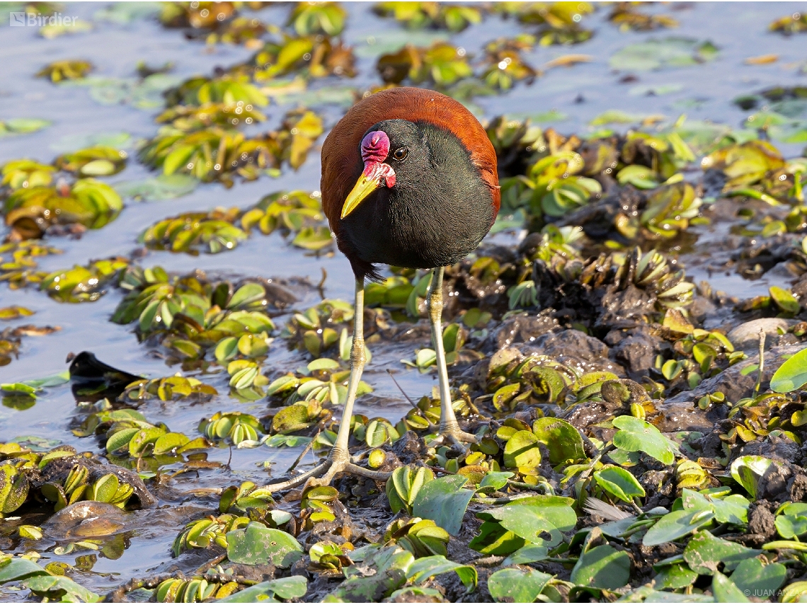 Jacana jacana
