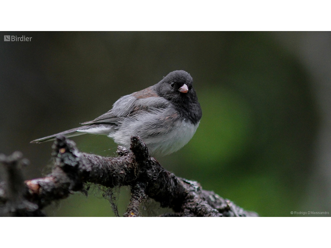 Junco hyemalis