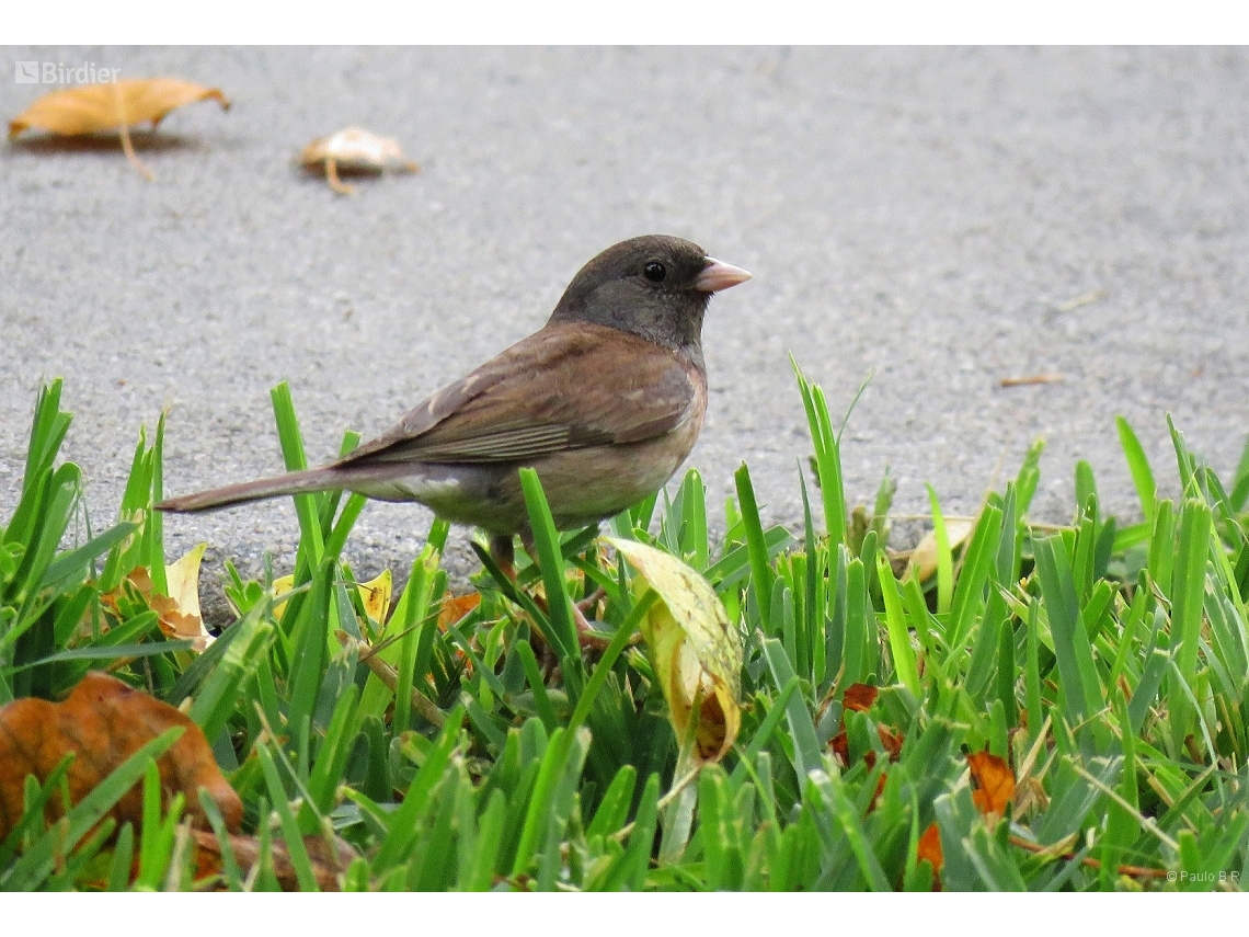 Junco hyemalis