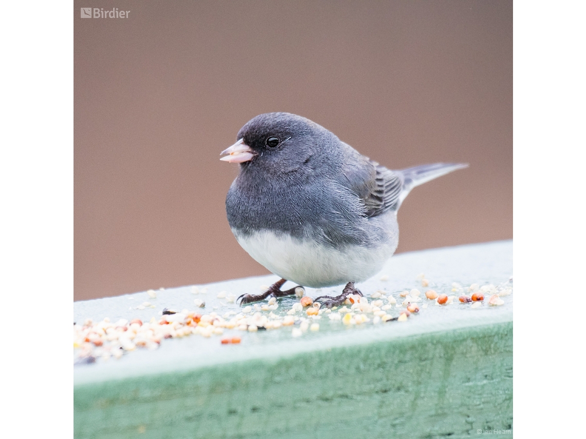 Junco hyemalis