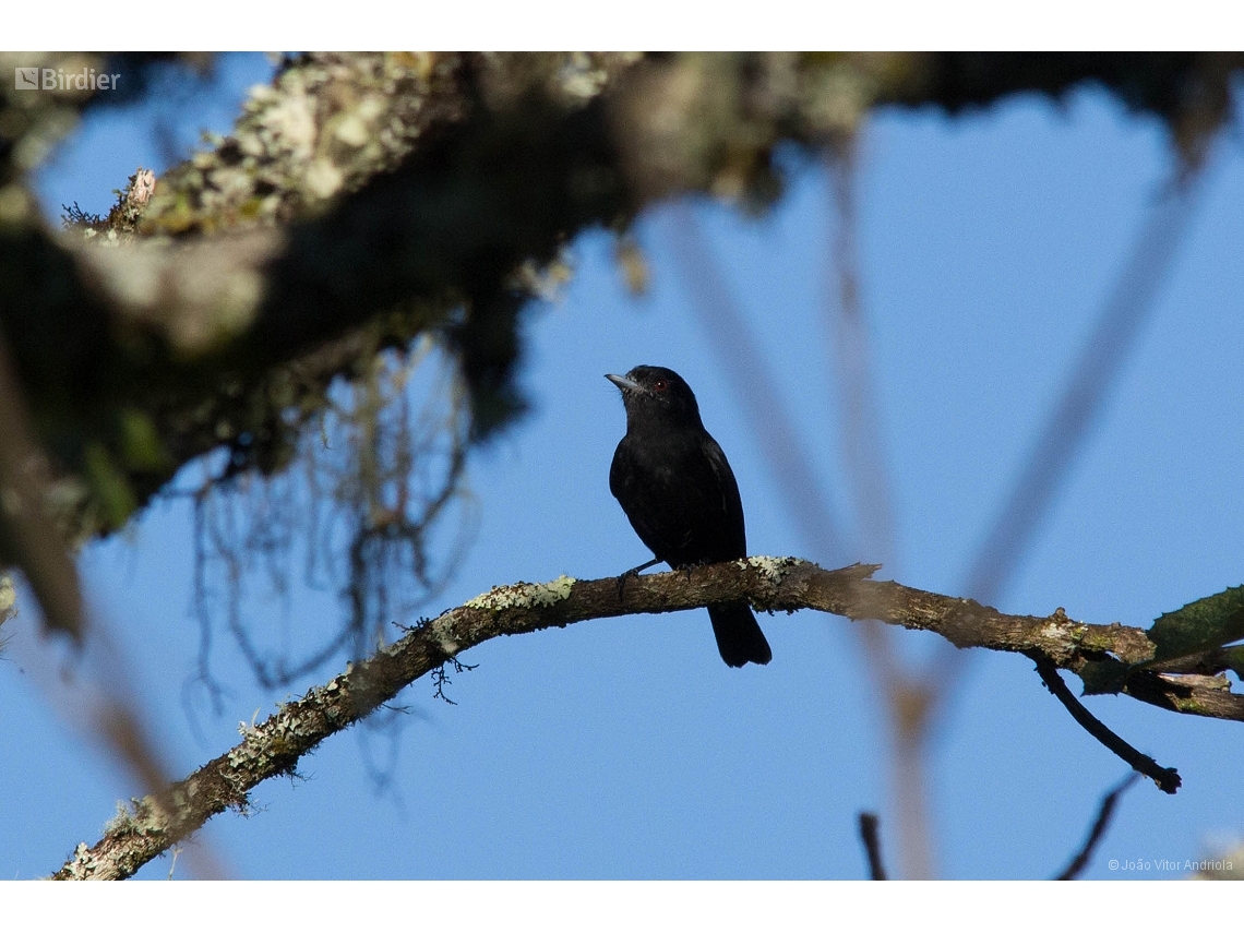 Knipolegus cyanirostris