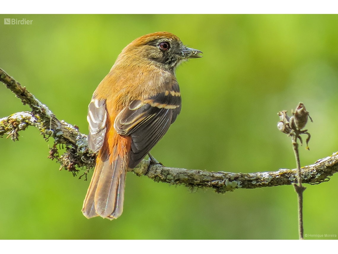 Knipolegus cyanirostris