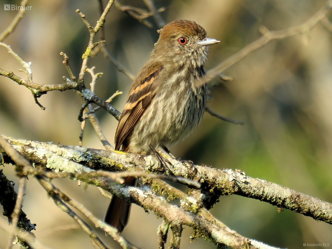 Knipolegus cyanirostris