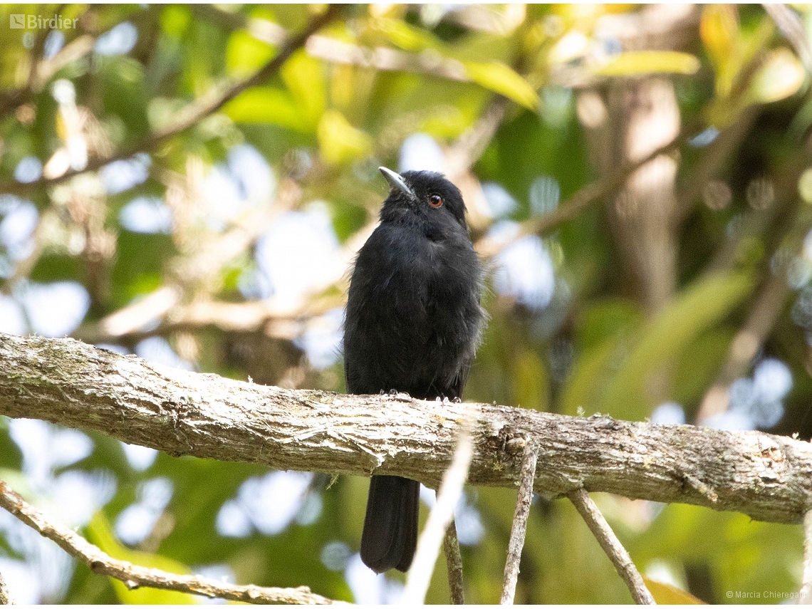 Knipolegus cyanirostris