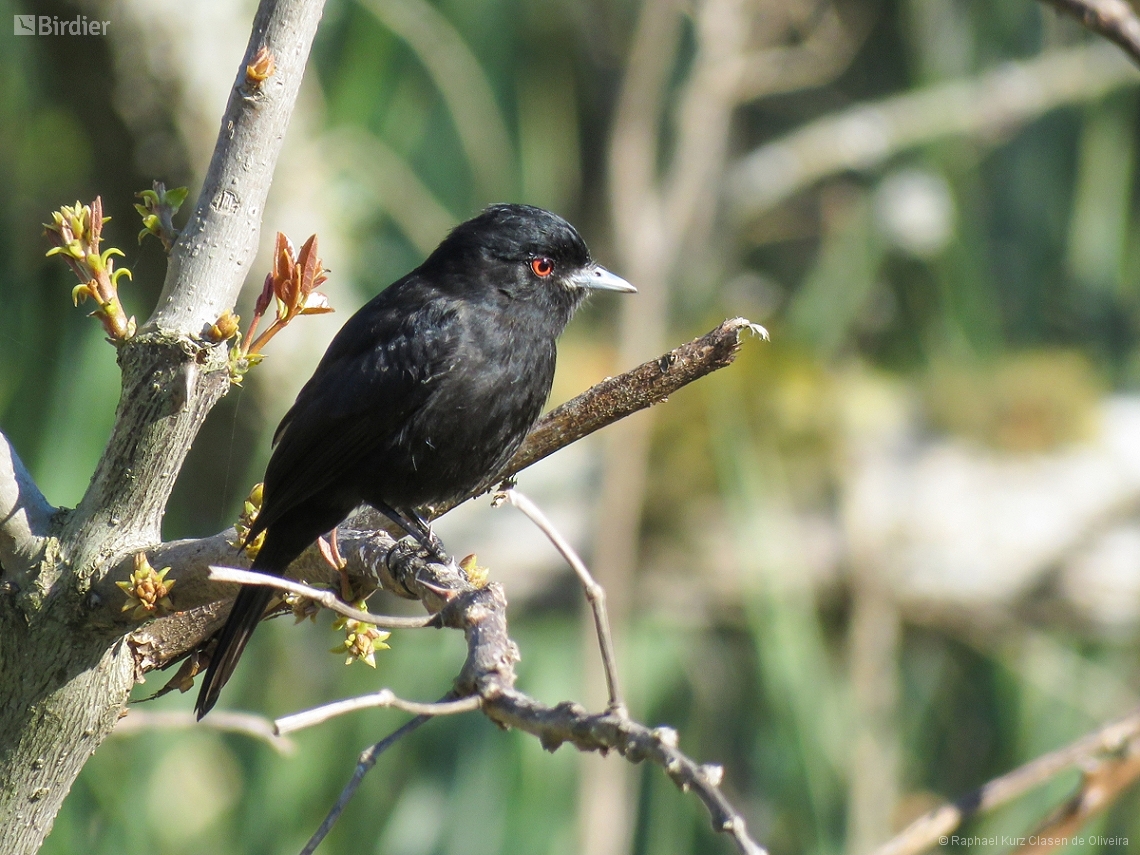 Knipolegus cyanirostris