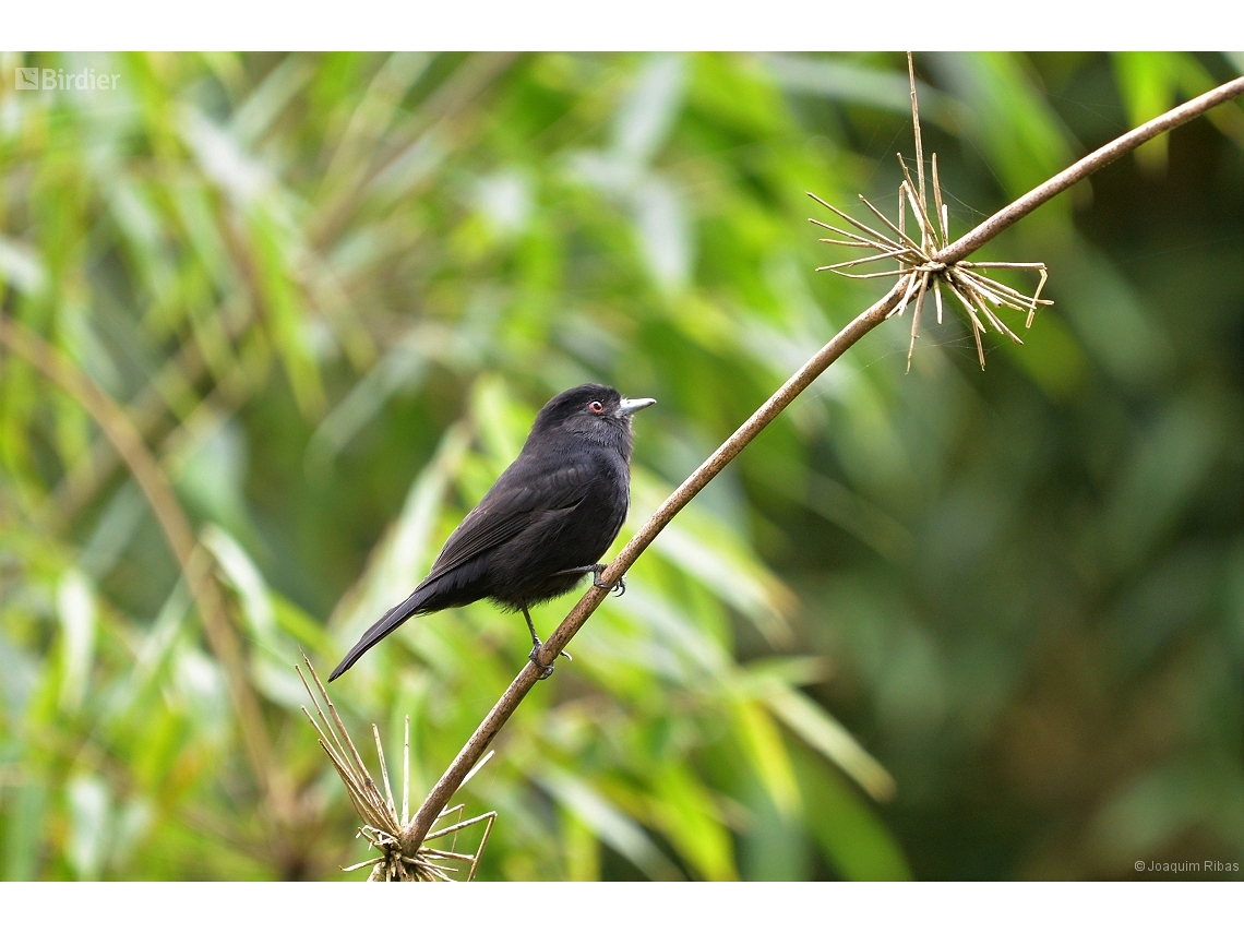 Knipolegus cyanirostris