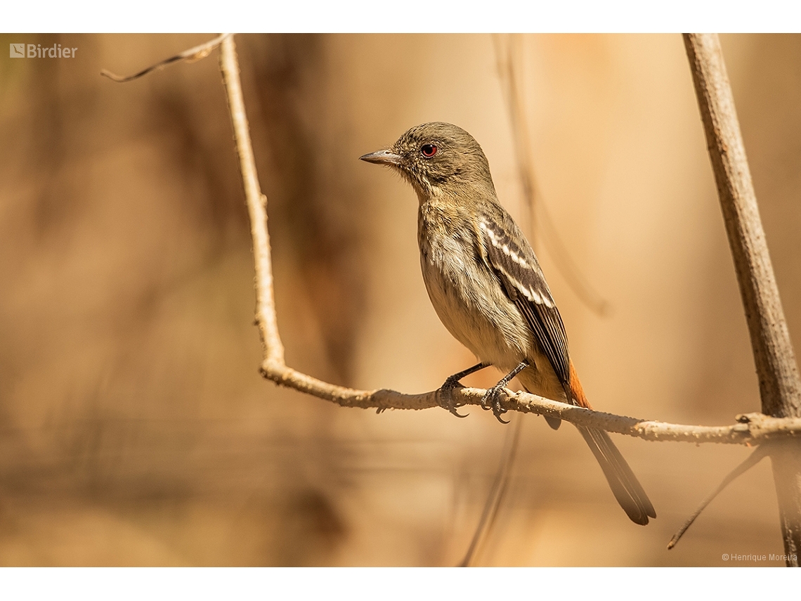 Knipolegus franciscanus