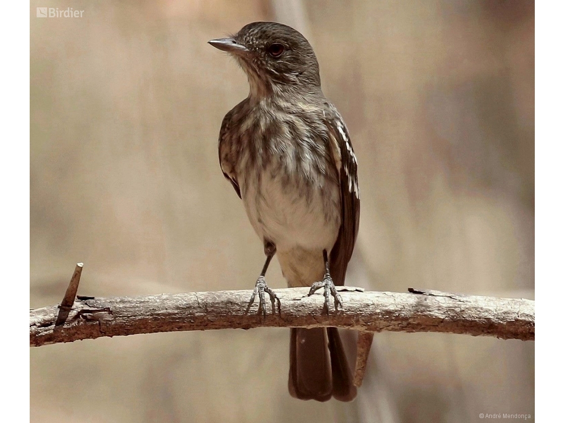 Knipolegus franciscanus