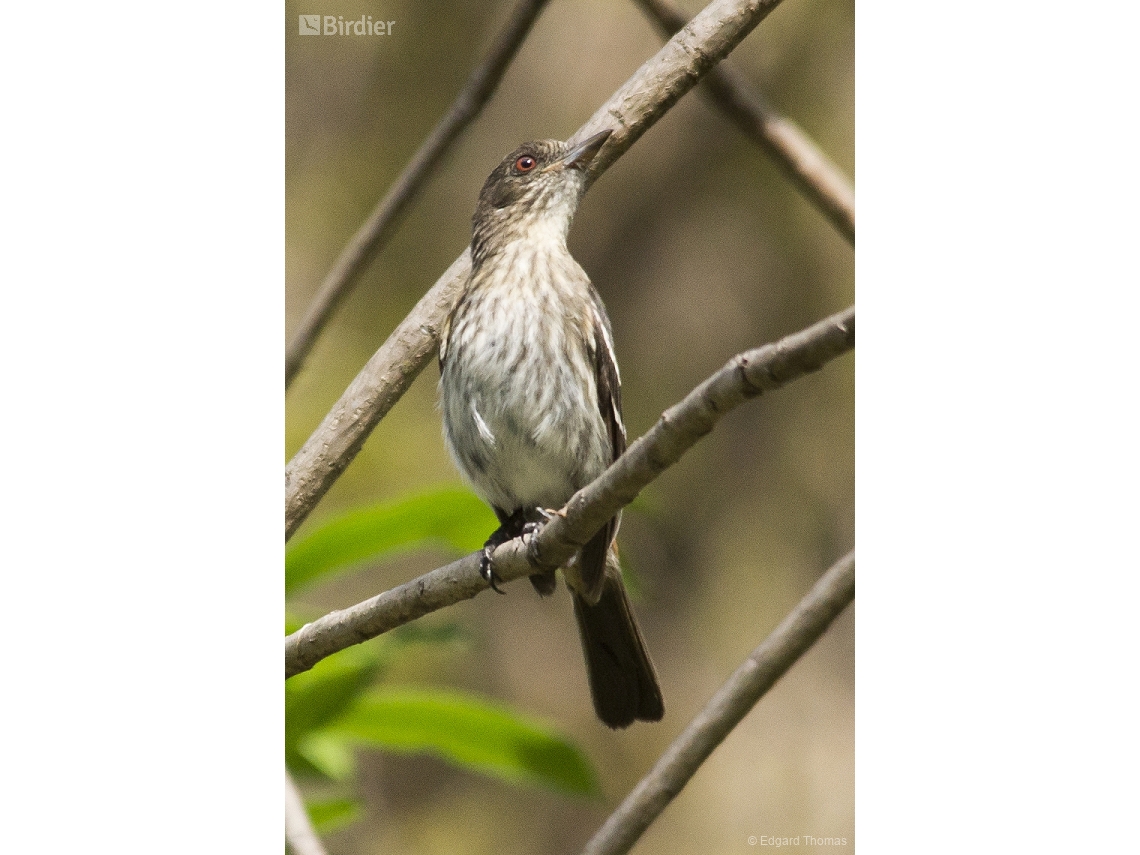 Knipolegus franciscanus