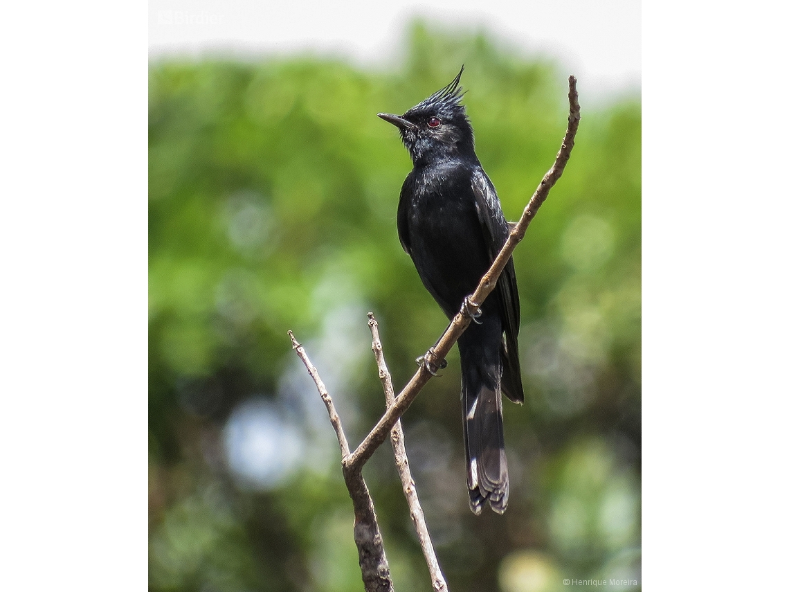 Knipolegus lophotes