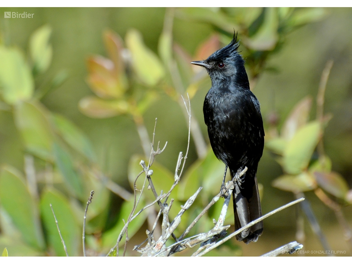 Knipolegus lophotes