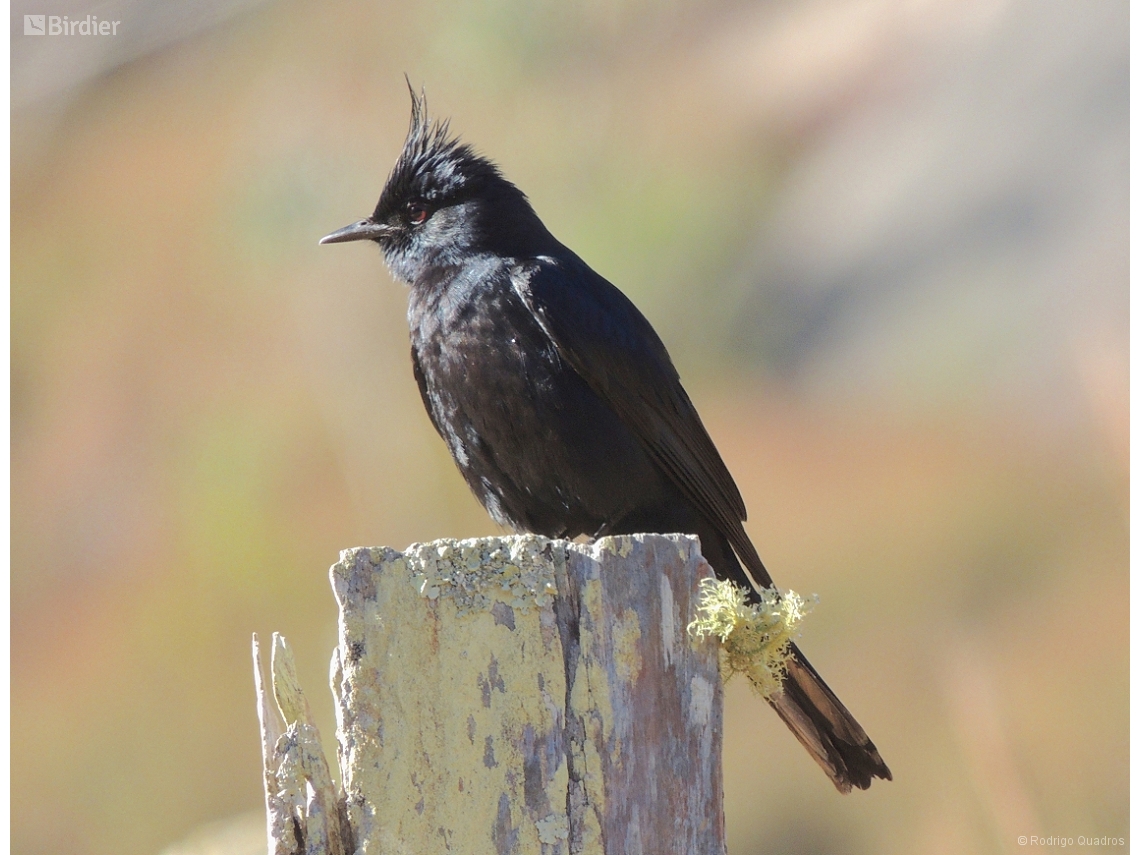 Knipolegus lophotes