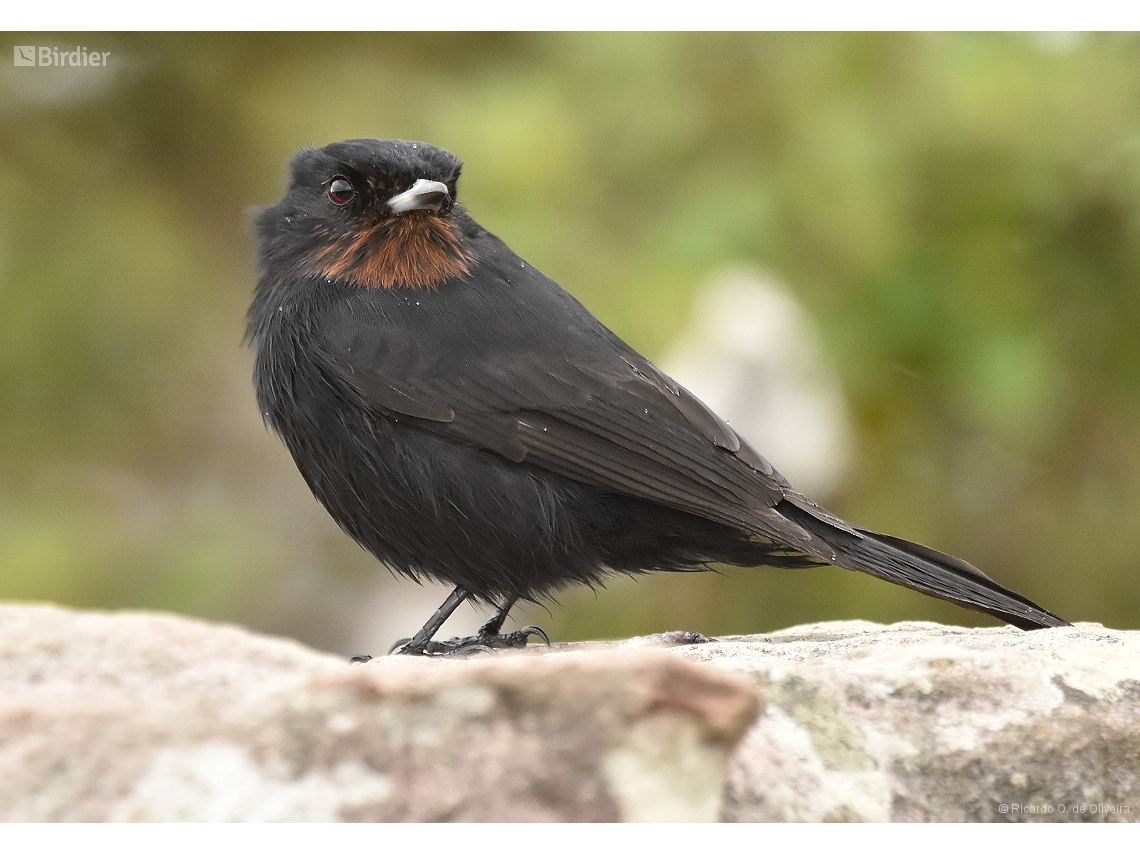 Knipolegus nigerrimus