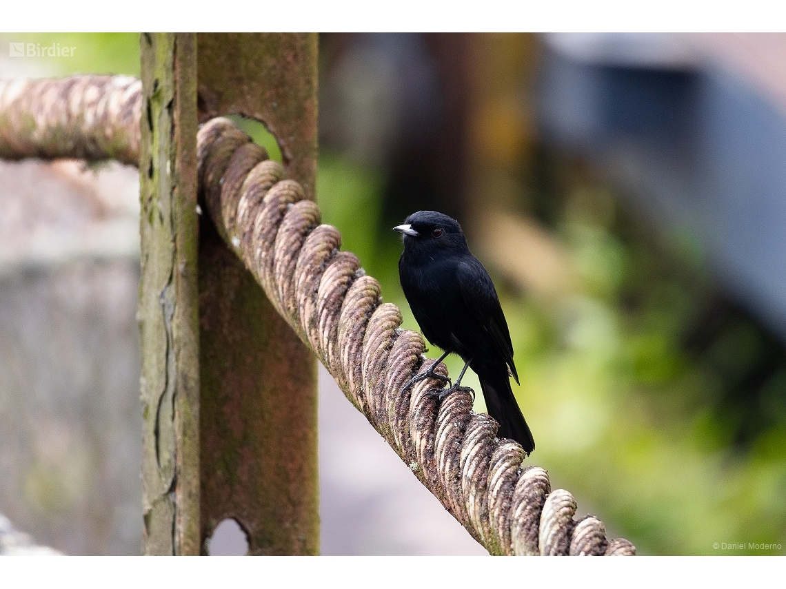 Knipolegus nigerrimus