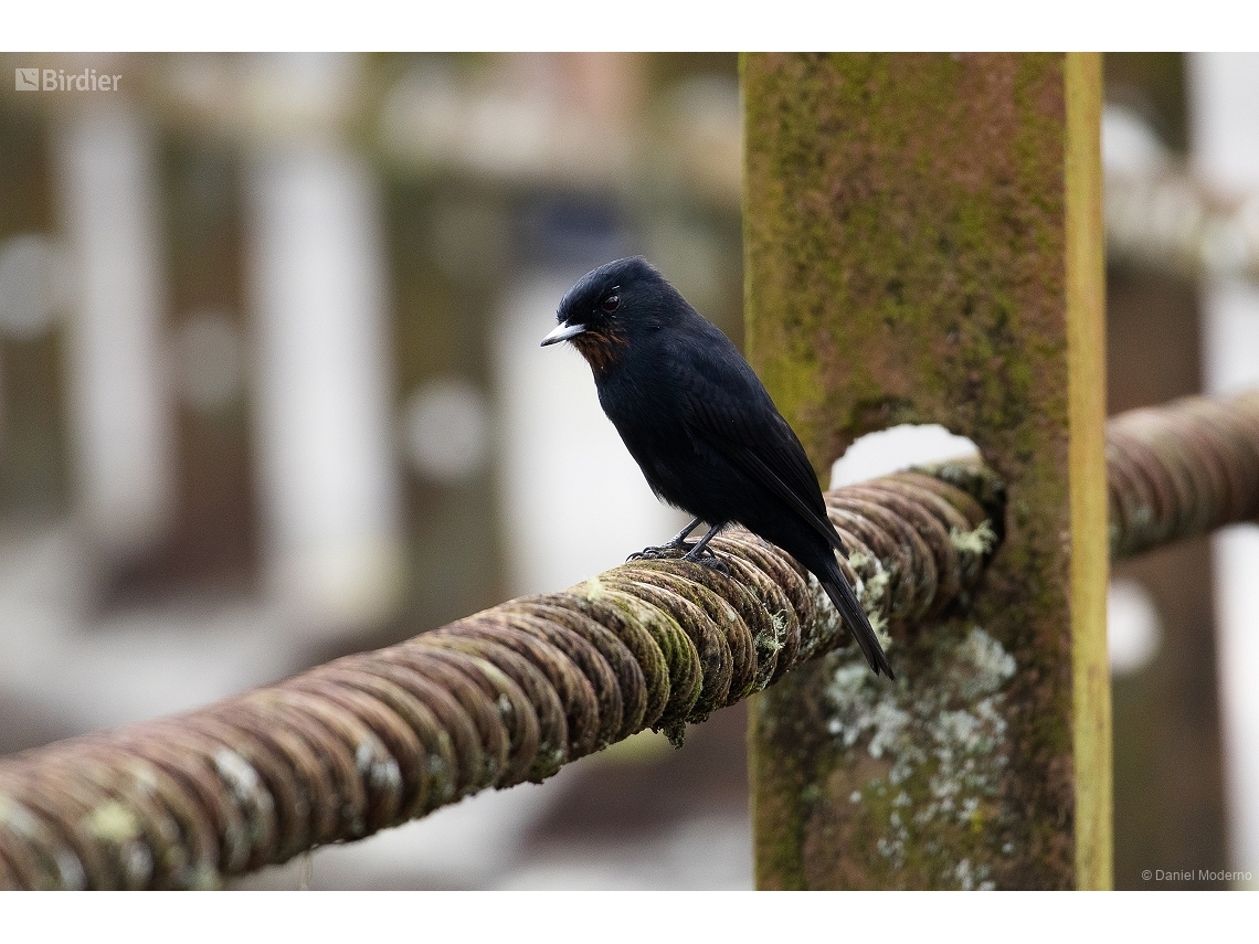 Knipolegus nigerrimus