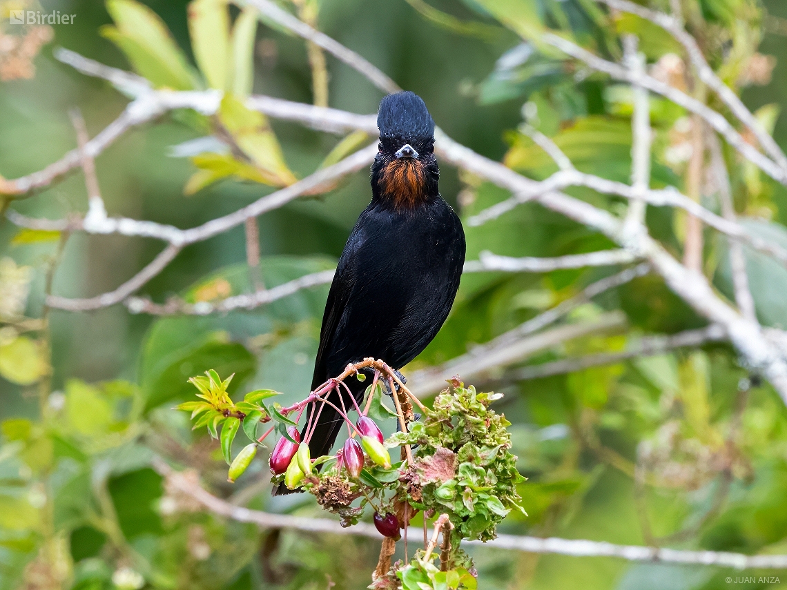 Knipolegus nigerrimus