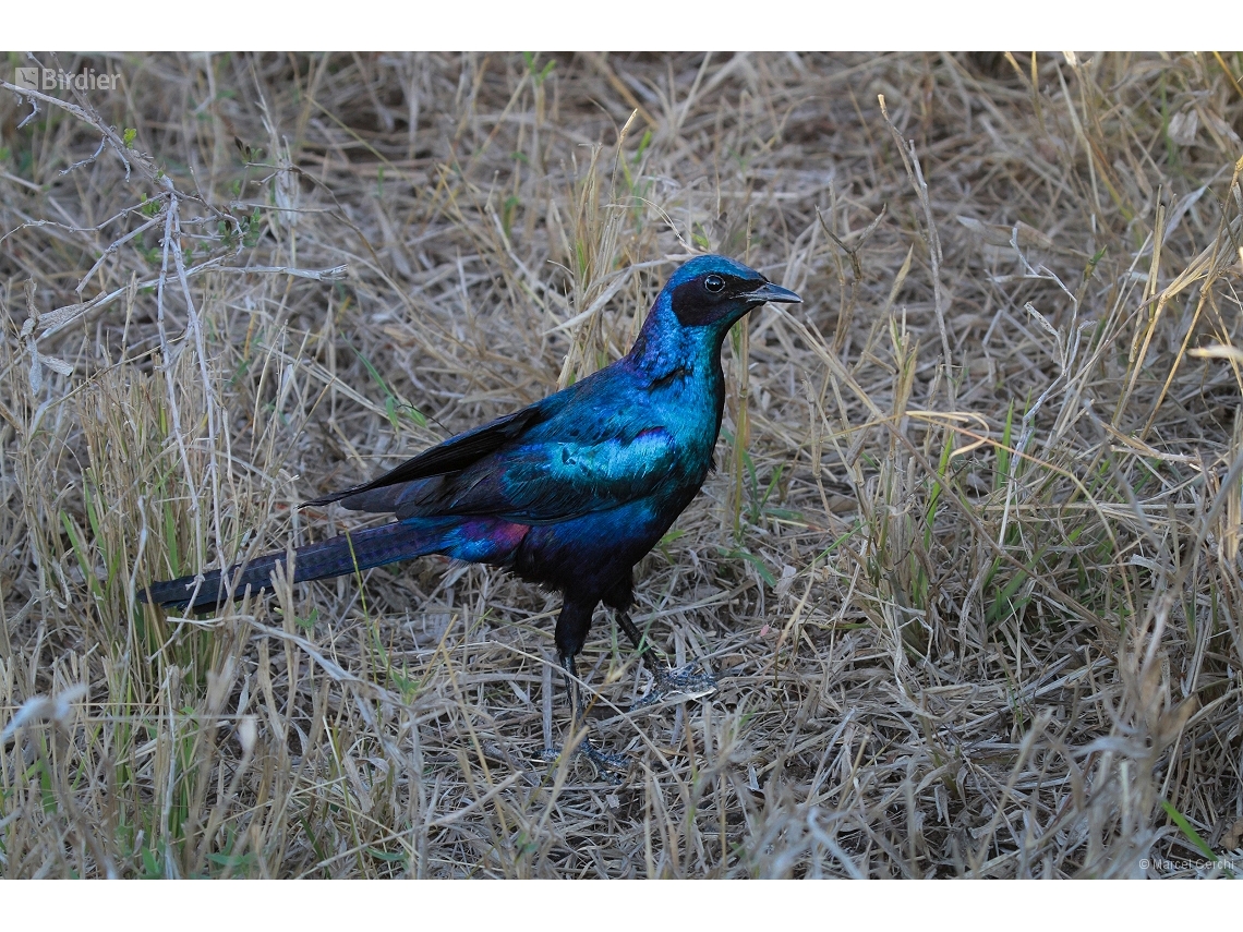 Lamprotornis australis