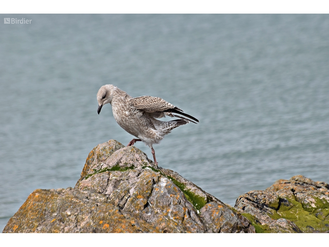 Larus argentatus