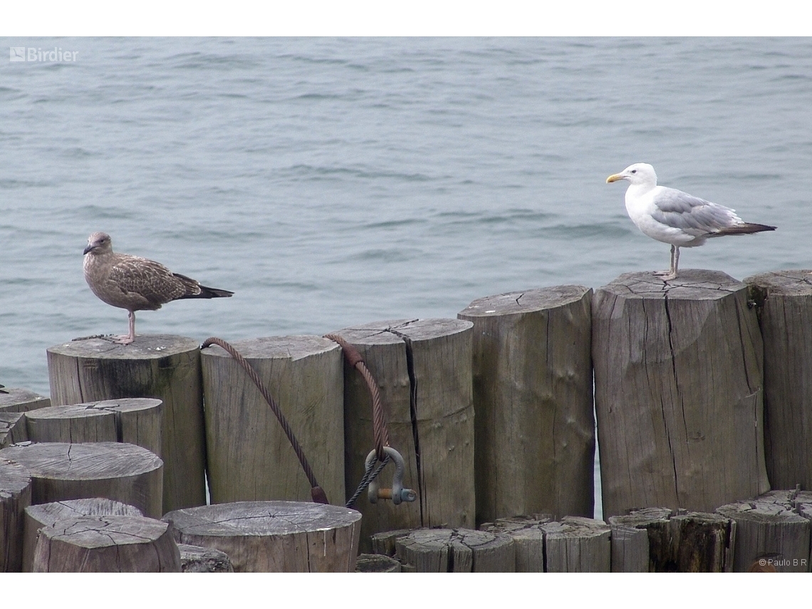 Larus argentatus