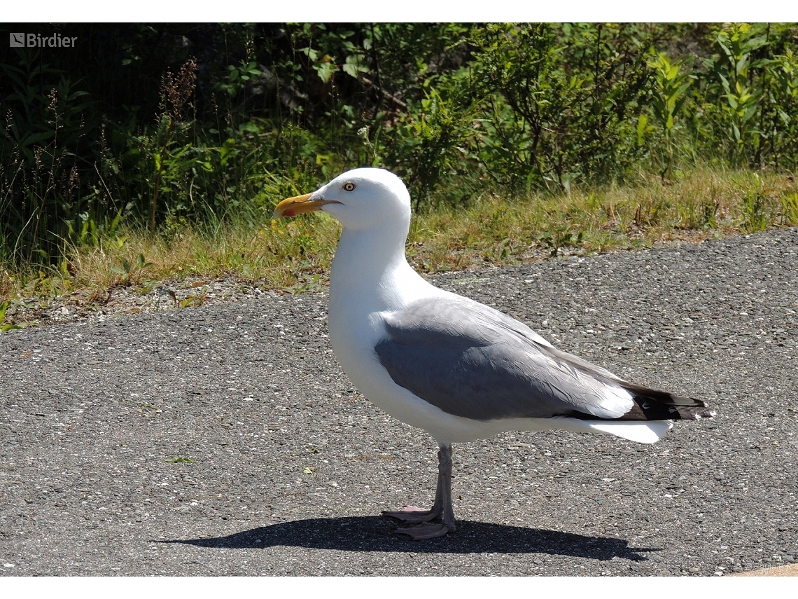 Larus argentatus