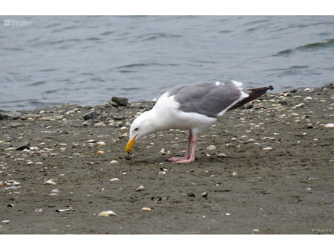 Larus argentatus