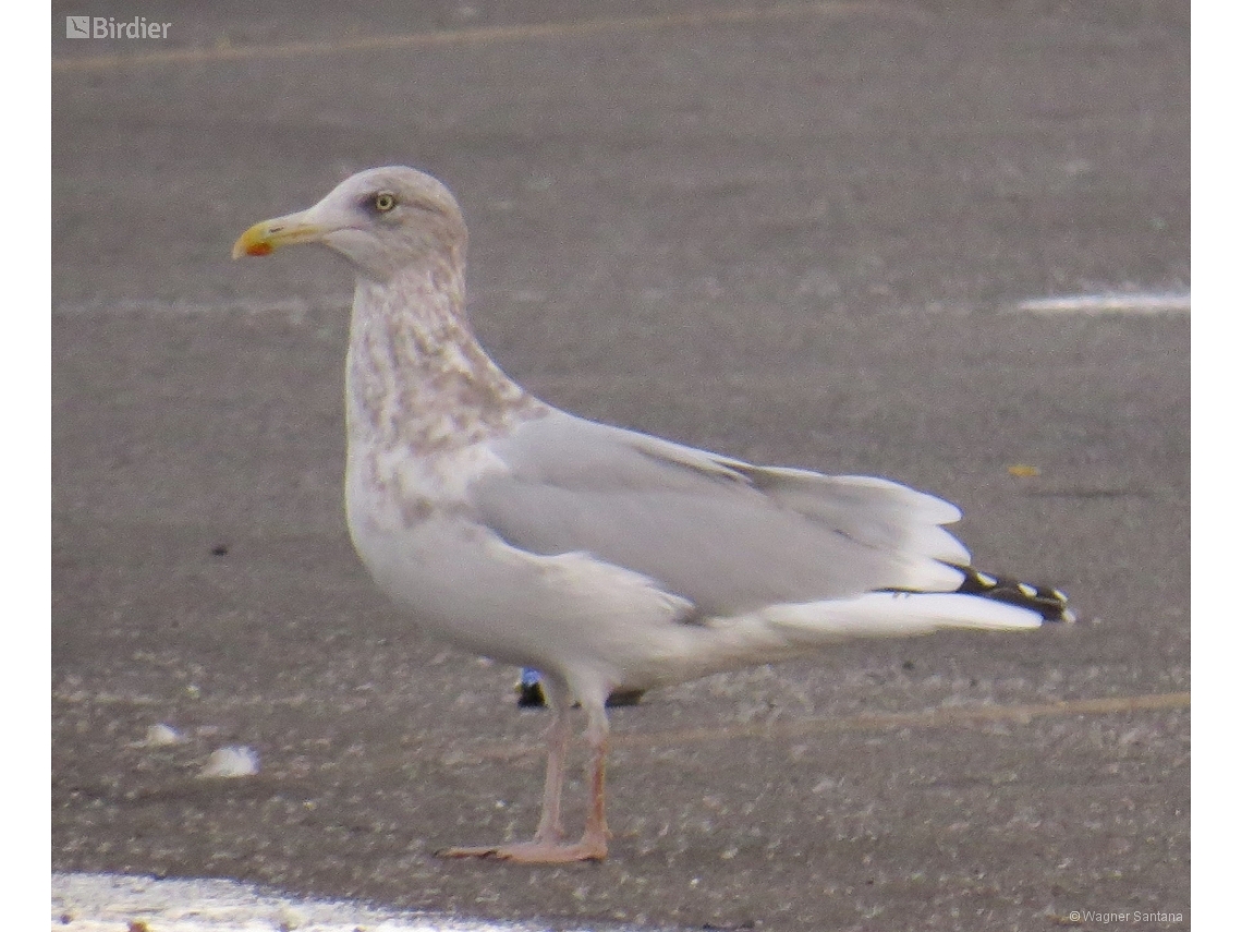 Larus argentatus