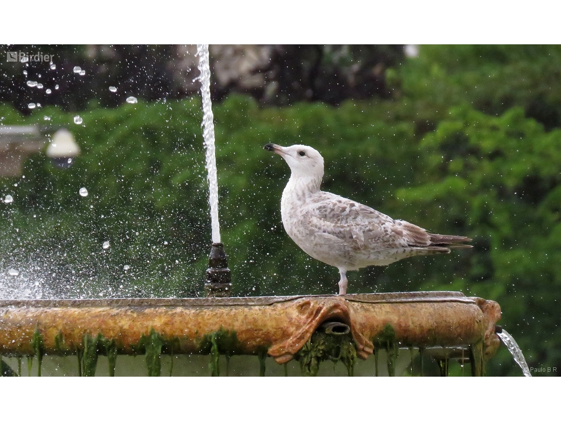 Larus argentatus