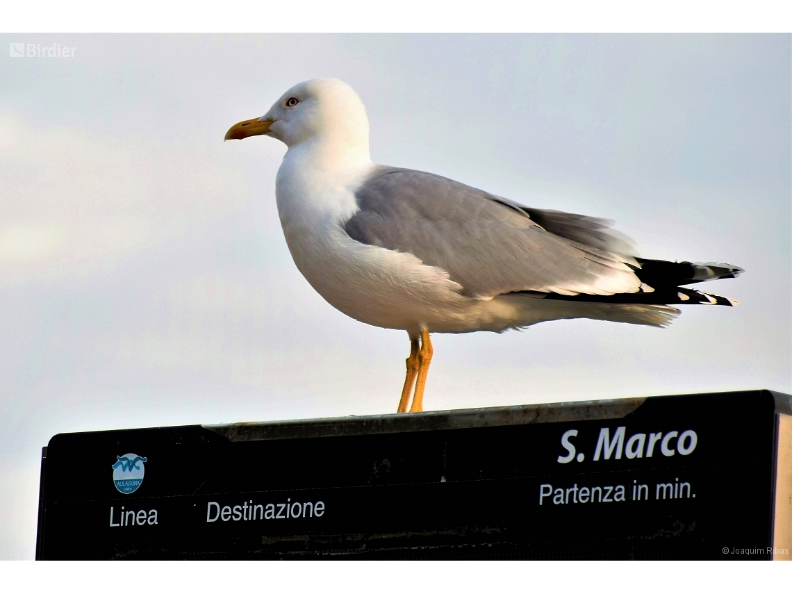 Larus argentatus