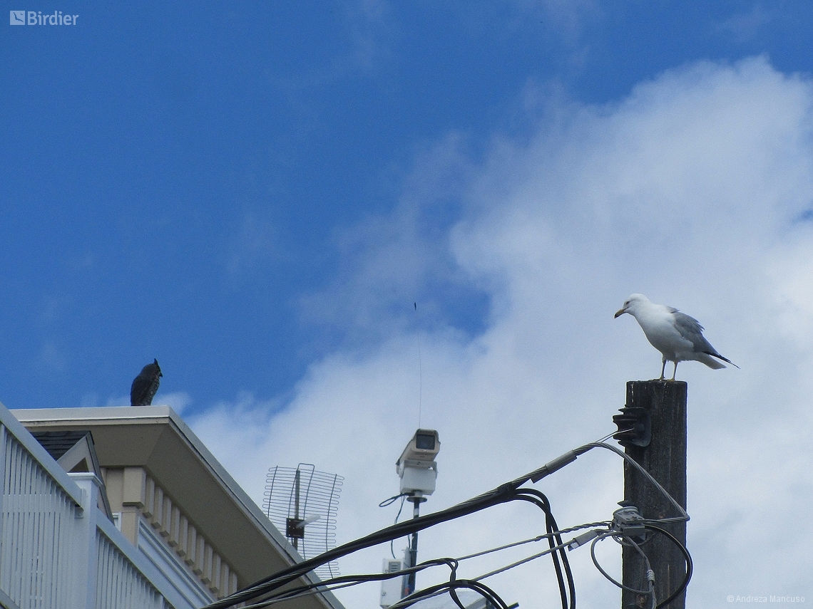 Larus argentatus